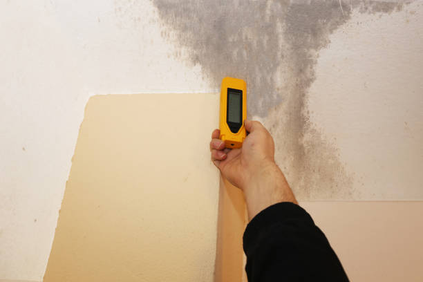 Best Mold Damage Restoration  in Maplewood, MN
