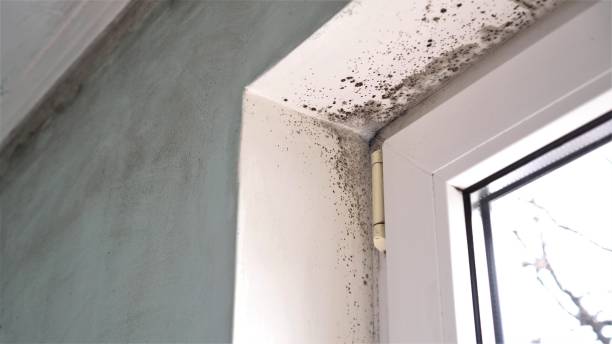 Best Basement Mold Removal  in Maplewood, MN