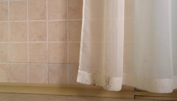 Best Mold Removal for HVAC Installations  in Maplewood, MN