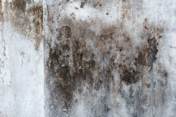 Best Crawl Space Mold Remediation  in Maplewood, MN