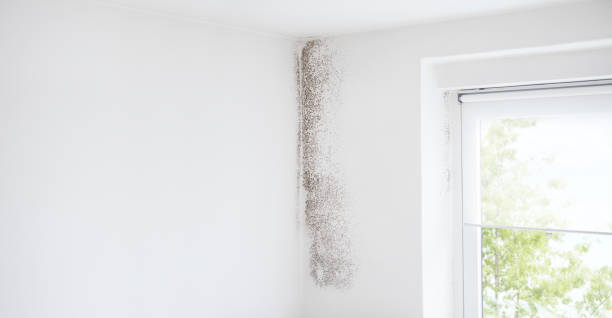 Best Mold Remediation for Healthcare Facilities  in Maplewood, MN