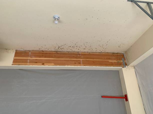 Environmental Consulting for Mold Prevention in Maplewood, MN