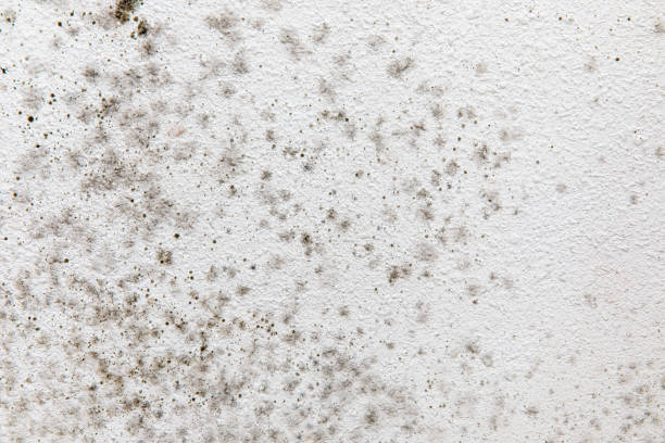 Forensic Mold Investigation in Maplewood, MN
