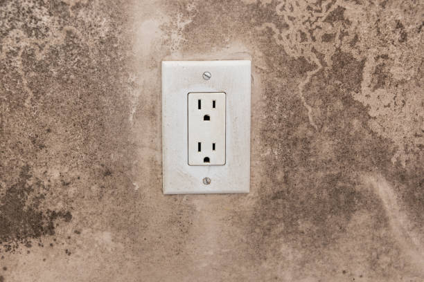 Best Black Mold Removal  in Maplewood, MN