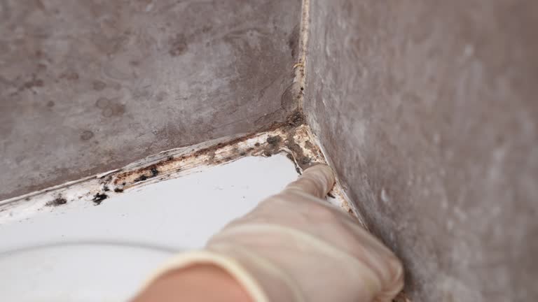 Best HVAC Mold Inspection and Cleaning  in Maplewood, MN