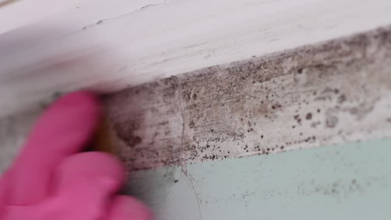 Best Mold Documentation for Insurance Claims  in Maplewood, MN